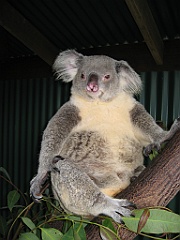 124 Port Douglas Wildlife Habitat